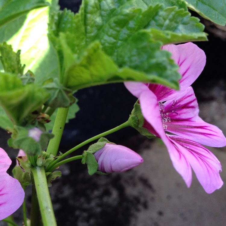 plant image 866768 plant image 866768