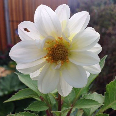 Dahlia