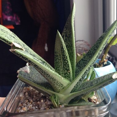 Gasteria 'Little Warty'