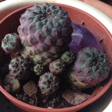 Rebutia canigueralii