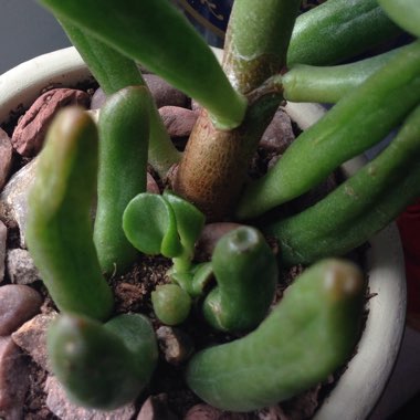 Crassula Ovata 'Ogre Ears'