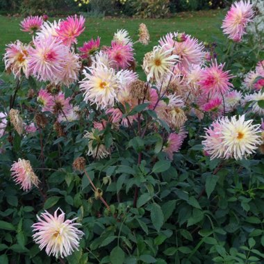 Rhiannon's garden