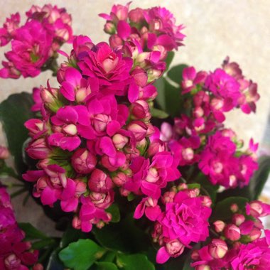 Kalanchoe 'Blossfeldiana'