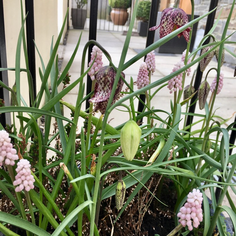 Plant image Muscari 'Pink Sunrise'