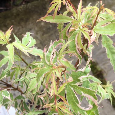 Acer palmatum 'Butterfly'
