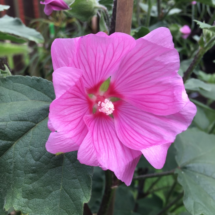 plant image 1507471 plant image 1507471