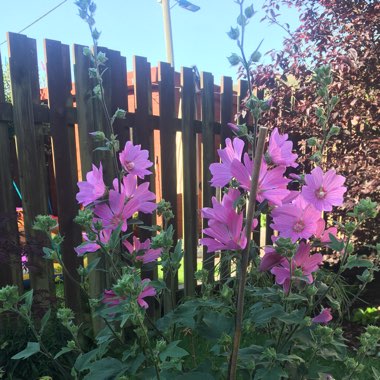 Lavatera x clementii 'Barnsley Baby'