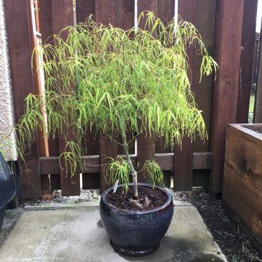 Acer Palmatum 'Koto No Ito'