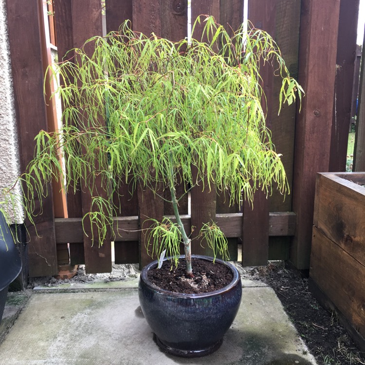 plant image 374426