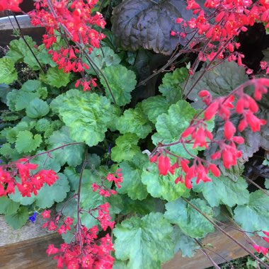 Heuchera