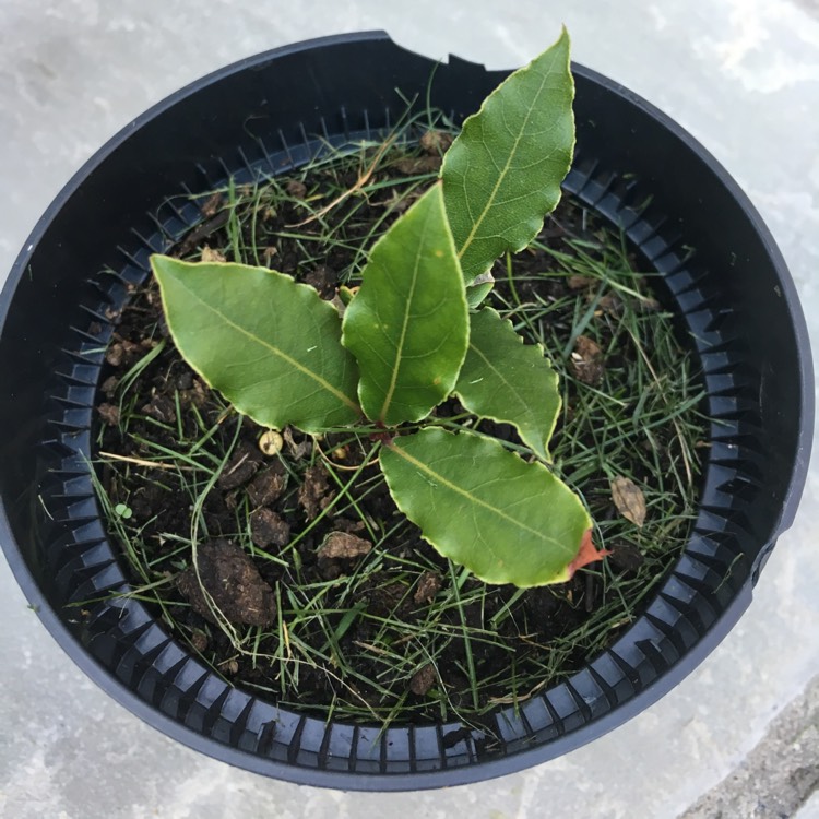 plant image 520276