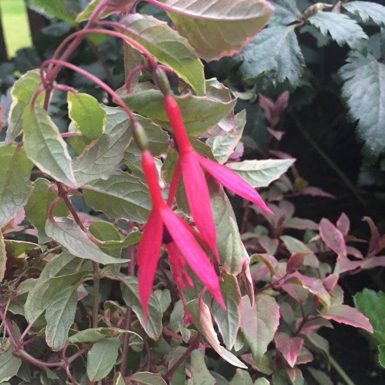 plant image 521045