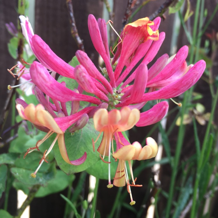 Plant image Lonicera periclymenum 'Serotina' syn. Lonicera periclymenum 'Florida'