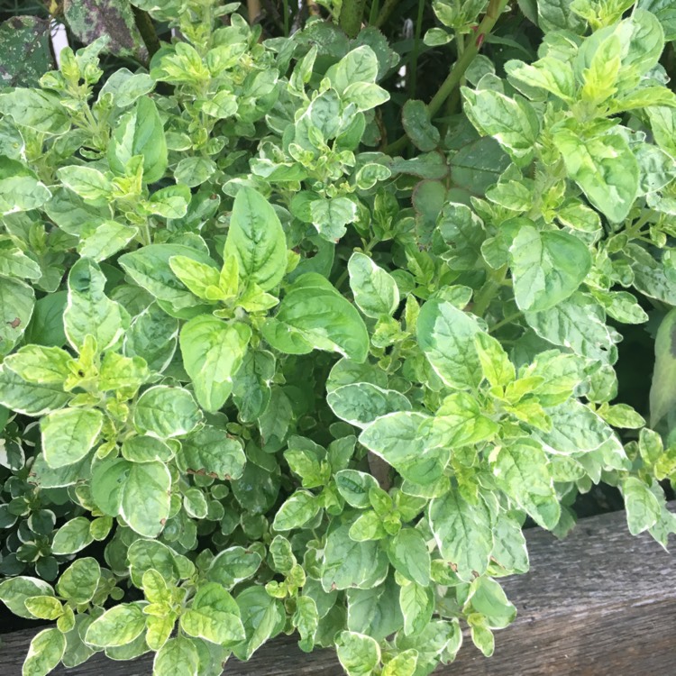 Plant image Origanum vulgare 'Country Cream'