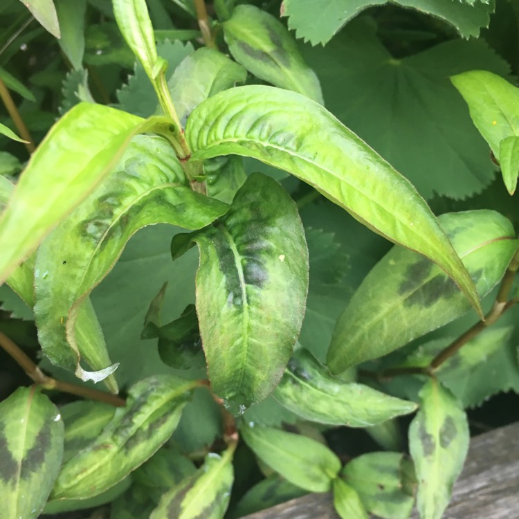 Plant image Persicaria odorata