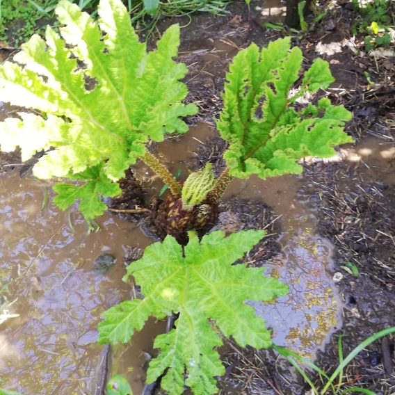 plant image 1278335 plant image 1278335