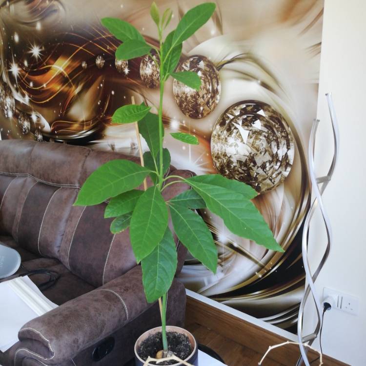 plant image 1295402