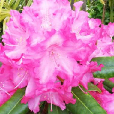 Rhododendron  (Rhododendron Varieties)