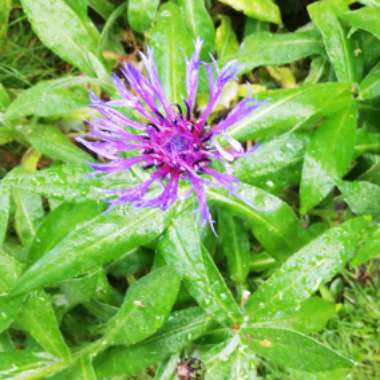 Centaurea montana