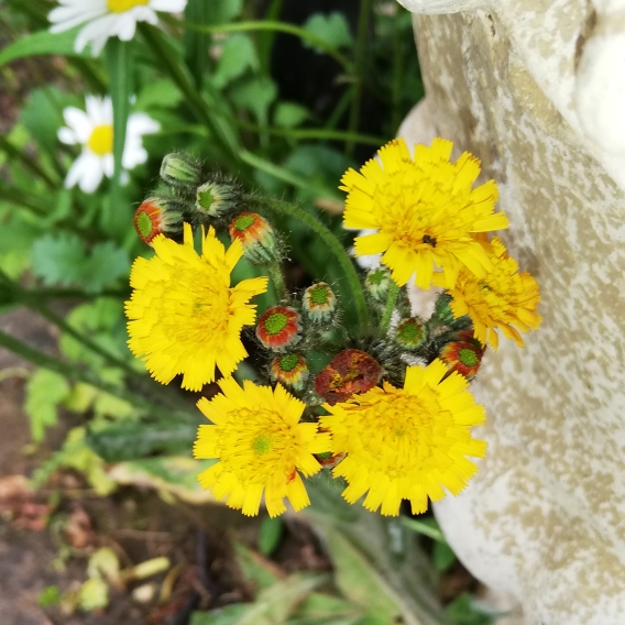 Plant image Hieracium