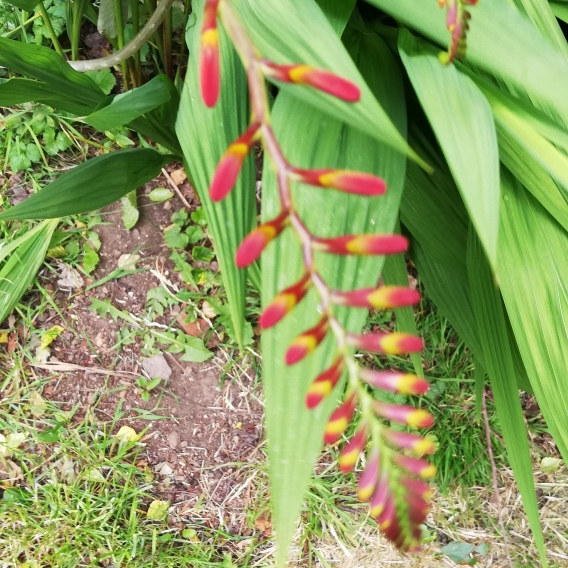 plant image 1344151 plant image 1344151