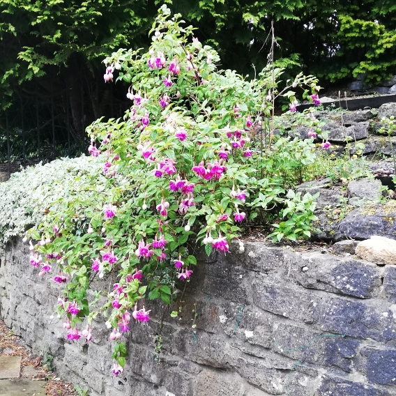 plant image 1344152 plant image 1344152