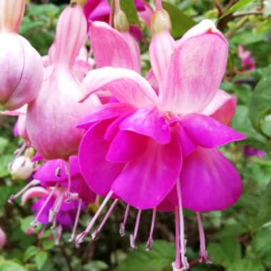 Fuchsia (Half Hardy)