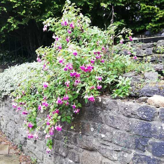 plant image 1347602 plant image 1347602