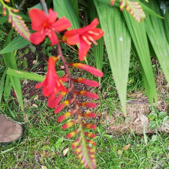 plant image 1347606 plant image 1347606