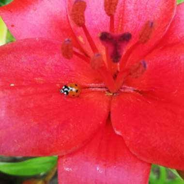 Lilium 'Orange Joy'