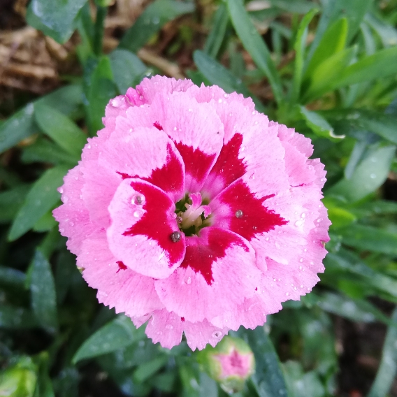 plant image 1351844