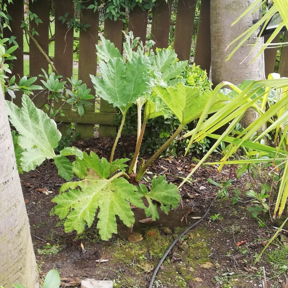 plant image 1355470 plant image 1355470