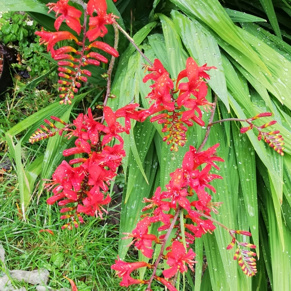 plant image 1358245 plant image 1358245