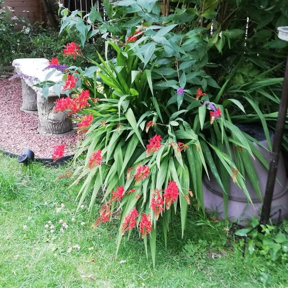 plant image 1359481 plant image 1359481