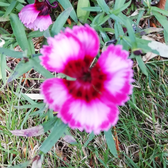 plant image 1360185