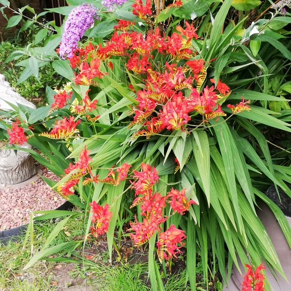 plant image 1363666 plant image 1363666