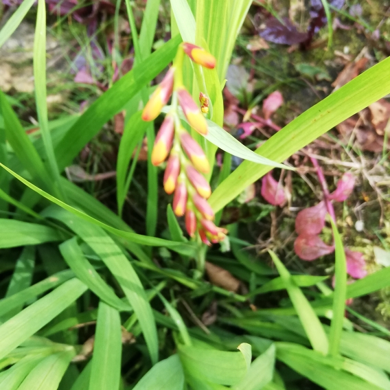 plant image 1365002 plant image 1365002