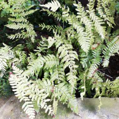 Dryopteris