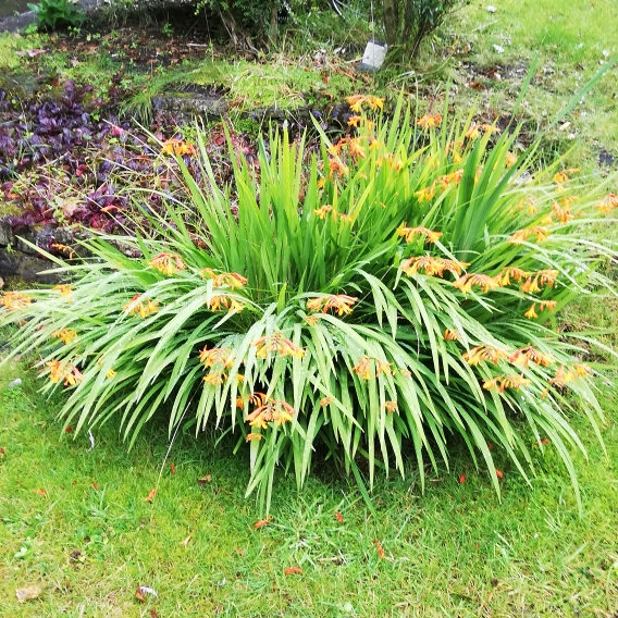 plant image 1377196 plant image 1377196