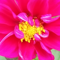 plant image 1383251 plant image 1383251