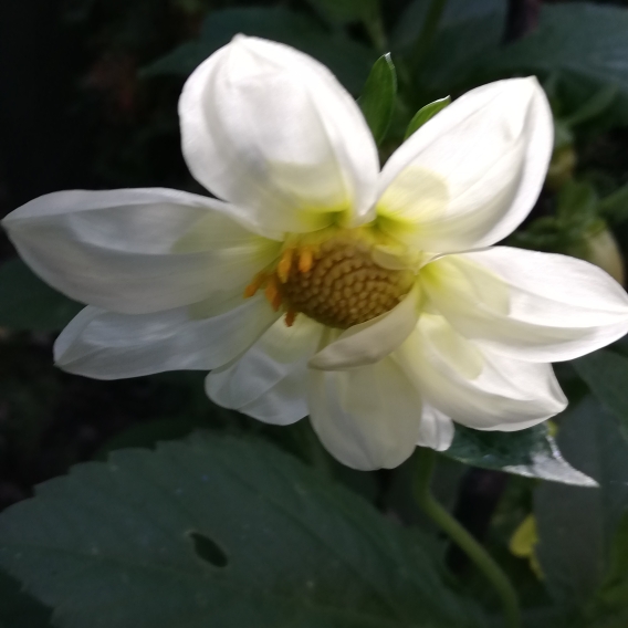 plant image 1388144 plant image 1388144