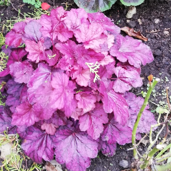 Plant image Heuchera 'Berry Smoothie'