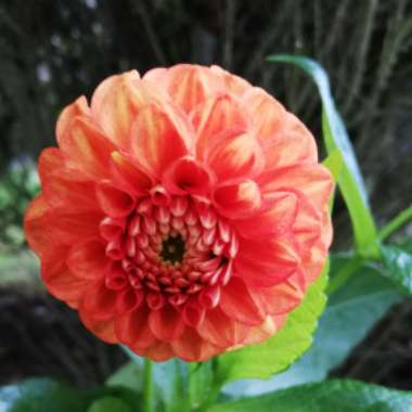 Dahlia