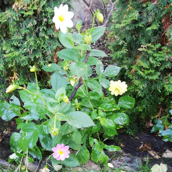 plant image 1394012 plant image 1394012