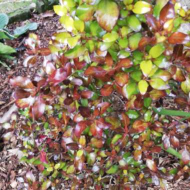 Coprosma