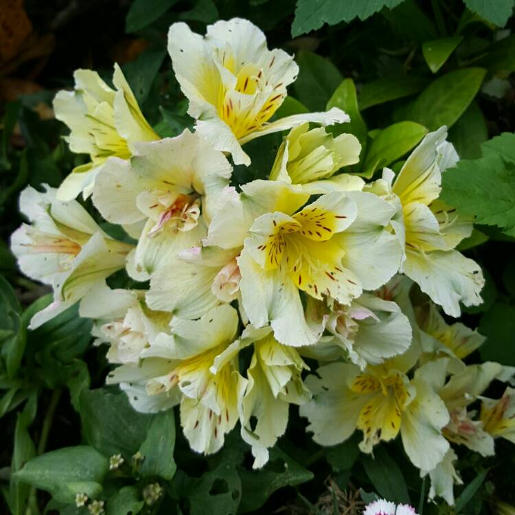 plant image 227206 plant image 227206