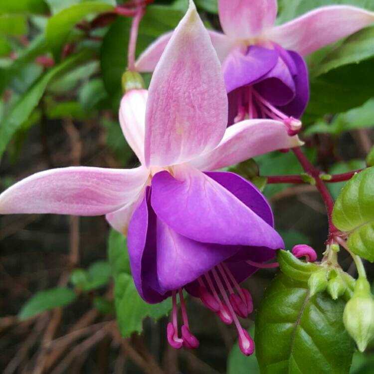 Plant image Fuchsia 'Lady Boothby'