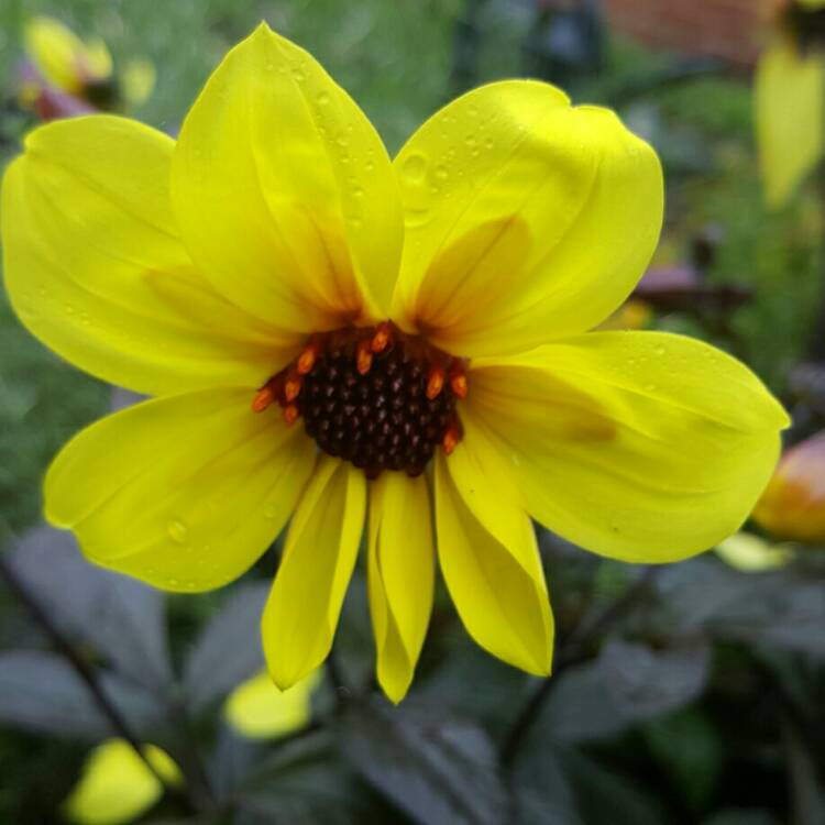 plant image 237717