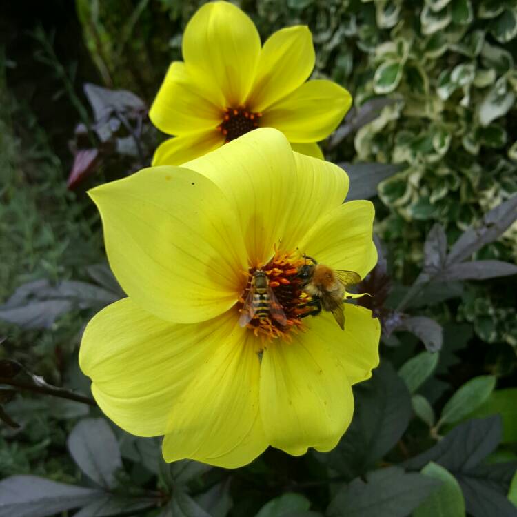 plant image 240349