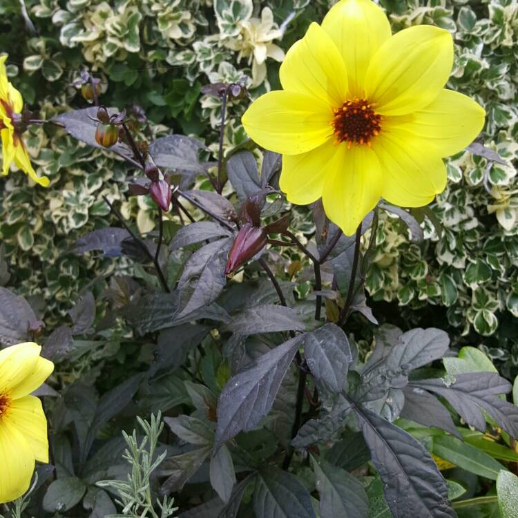 plant image 250339